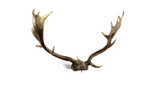 Fallow Deer Horns